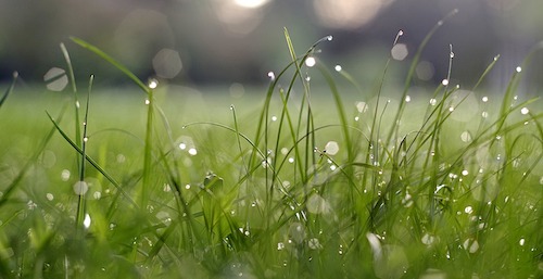 herbe
