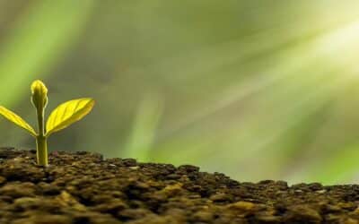 Bazi & richesse : le guide pour comprendre votre énergie d’abondance