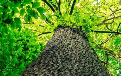 10 signes que vous êtes Jia — Maître du Jour Bois Yang en BaZi