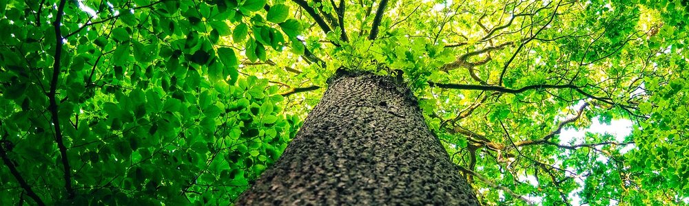 Maître du Jour Jia Bois Yang en BaZi — grand arbre tendu vers la lumière